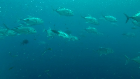 海底游动的鱼群视频素材模板下载