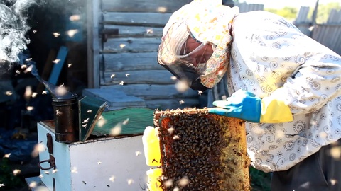 养蜂人正在养蜂场与蜜蜂和蜂箱一起工作。养蜂人在养蜂场。视频素材模板下载