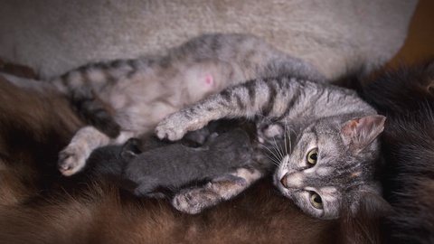 猫妈妈躺着给新生的小猫喂奶。一只猫母乳喂养它的小猫视频素材模板下载