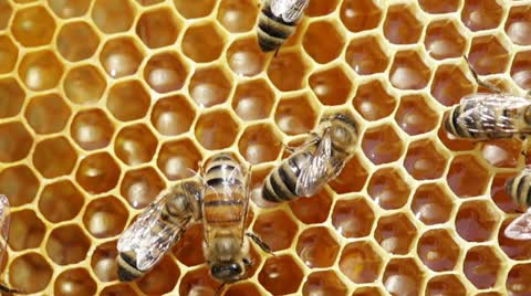 蜂巢上的蜜蜂视频素材模板下载