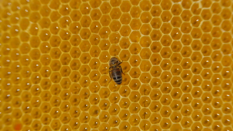蜜蜂群工蜂占蜂巢的大部分视频素材模板下载