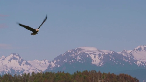 雄鹰在阿拉斯加山脉飞行