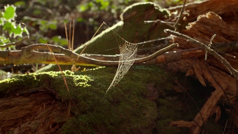 一张美丽的绿色茂密森林中的蜘蛛网日出的光线照耀着它视频素材模板下载