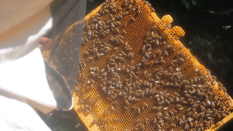 养蜂人在蜂房中为蜜蜂飞群提供架构视频素材模板下载