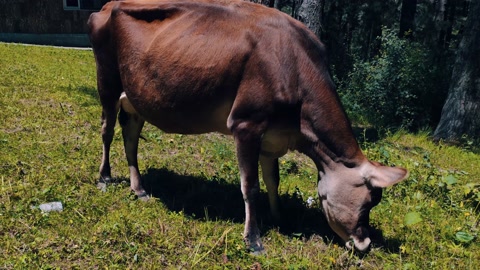 泽西岛深棕色小牛在绿地上吃草的特写镜头。视频素材模板下载