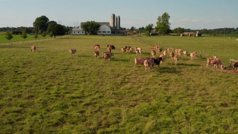 棕色瑞士牛，泽西牛，牛在美国农场的牧场草地上