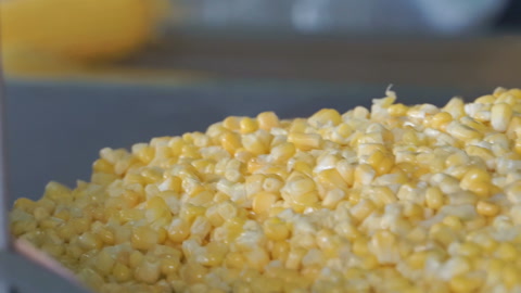 玉米加工厂谷物和玉米穗成熟的黄色玉米穗
