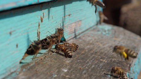 一段近距离观察工蜂将花粉运回蜂巢的视角视频素材模板下载