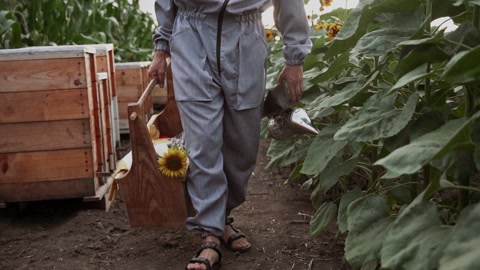 经验丰富的积极养蜂人在农场使用烟雾蜂箱工具的肖像照视频素材模板下载