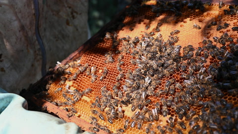 养蜂人在养蜂场养蜂人在养蜂场和蜜蜂和蜂箱一起工作视频素材模板下载