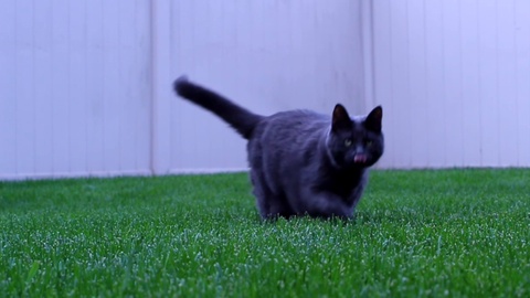 猫在草地奔跑