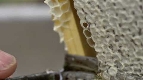 蜜蜂和蜂巢的宏观照片视频素材模板下载