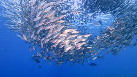 蓝色海洋里的鱼群成群结队