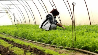 蔬菜沙拉芝麻菜又名火箭，温室里的女农民有机芝麻菜视频素材模板下载