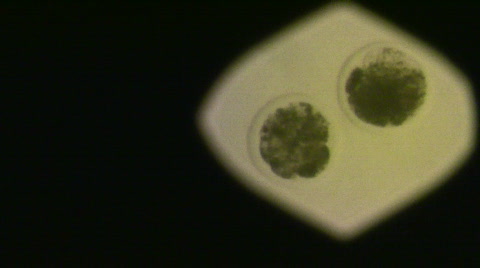 显微镜下的牛胚胎