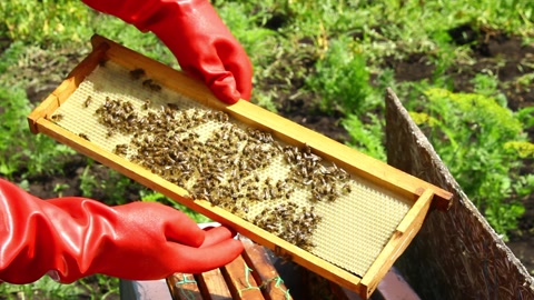 蜂巢上的蜜蜂家族。视频素材模板下载