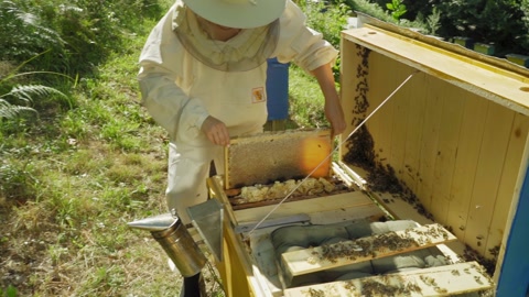 拥有蜜蜂的木制蜜架的女蜜蜂养殖工人手中拿着蜂蜜农民视频素材模板下载