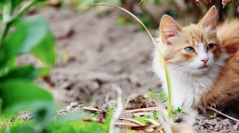姜黄色的猫坐在大自然的草地上