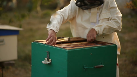 穿着养蜂人服装的养蜂人用蜜蜂检查蜂箱，收集蜂蜜视频素材模板下载