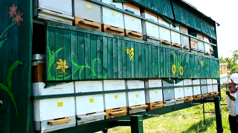 养蜂人蜂箱在养蜂场参观和评论，阳光照在蜂箱上视频素材模板下载