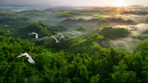 航拍丹顶鹤在树林上空群飞的美景