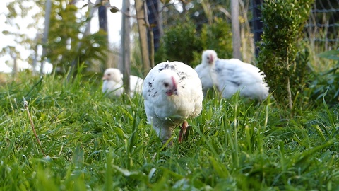 母鸡在草地上自由漫步