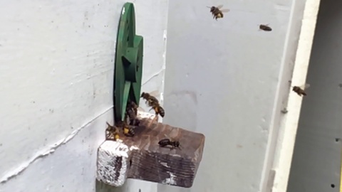 来自蜜蜂巢穴的蜡蜂窝里充满了金色的蜜视频素材模板下载