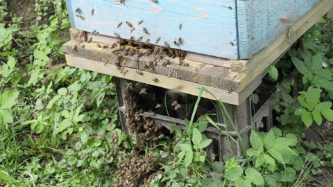 成千上万只蜜蜂从蜂箱中飞出来，落在草地上开始形成一个蜂群视频素材模板下载