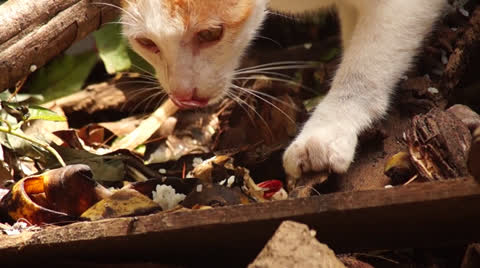 流浪猫在野外觅食视频素材模板下载