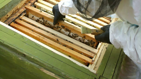 一名工人手握着蜂巢，蜜蜂在上面，蜜糖生产的特写视频素材模板下载