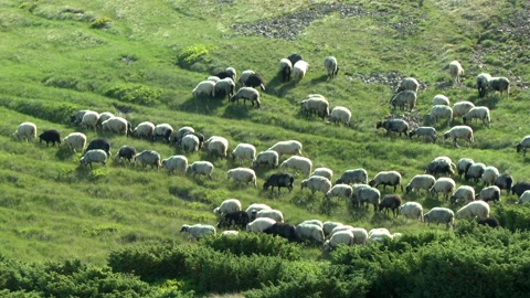 一群佩铃的羊群，爬上了山坡