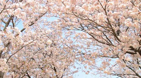 仰拍日本的樱花
