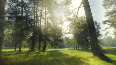 绿色森林太阳神奇射线树叶树枝公园