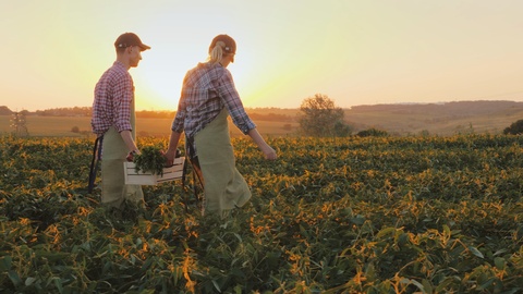 农民拿着一盒蔬菜在日落时穿过田野