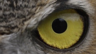 猫头鹰眼睛的特写慢镜头视频素材模板下载