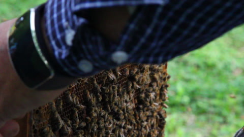 近距离拍摄的蜜蜂蜜蜂在蜂巢中一群蜜蜂视频素材模板下载