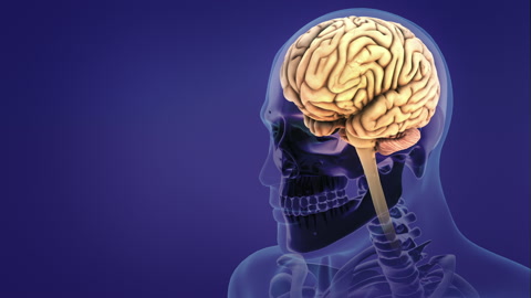 人类神经系统的大脑解剖学视频素材模板下载