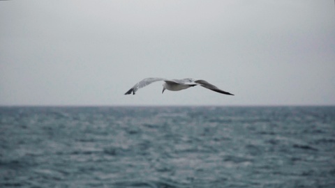海鸥飞翔在大海上