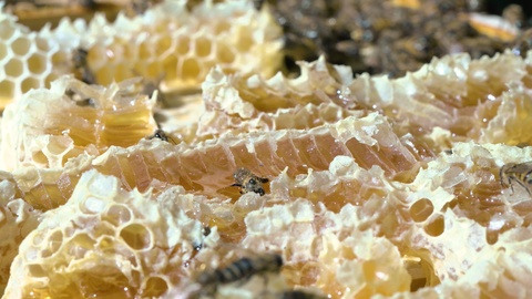 养蜂人正在处理一箱充满蜜蜂的蜂箱视频素材模板下载