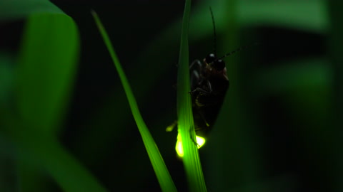 萤火虫。