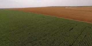 空中拍摄金色和绿色的田野种子小麦、玉米和黑麦，无人机移动