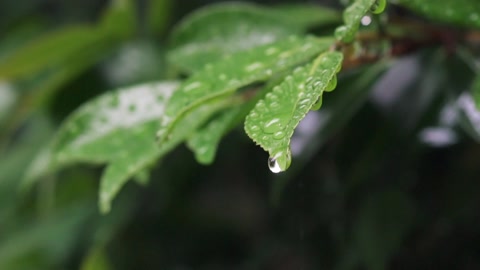 雨滴从花园里的绿叶上滑落