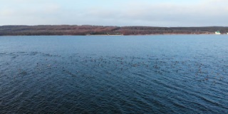 平静的水面上飞起了一群水鸟蓝色的湖面实拍