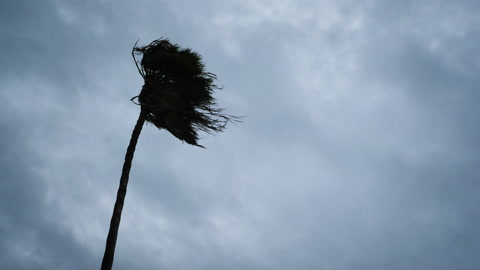 临近的飓风吹动棕榈树