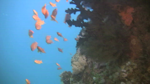 深海中的鱼群视频素材模板下载