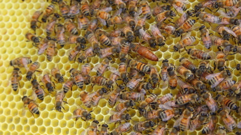 近距离观察的蜜蜂蜜蜂在蜂巢中一群蜜蜂视频素材模板下载