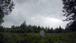 背景为多云天空的森林边缘景观库存镜头视角来自视频素材模板下载
