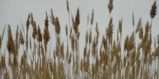湖面上的干芦苇，芦苇层，芦苇种子。金芦苇草，潘帕斯草。
