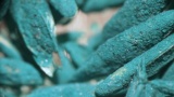 包衣蓝草种子的宏显微镜拍摄。高清在线视频素材下载