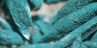 包衣蓝草种子的宏显微镜拍摄。